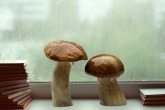 Mycology & Mushroom Books